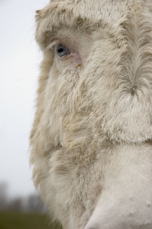 Albino