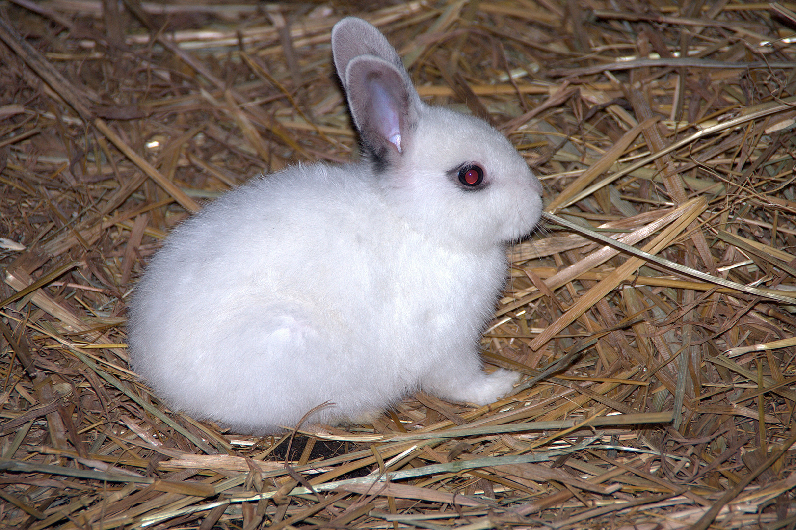 ALBINO