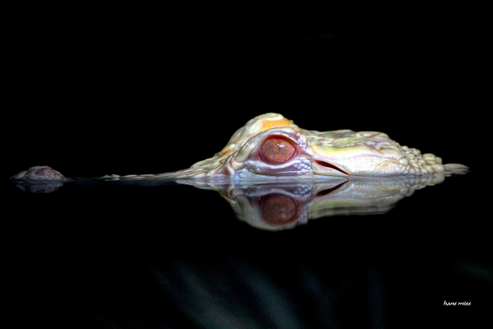 Albino Alligator