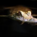 Albino-Alligator