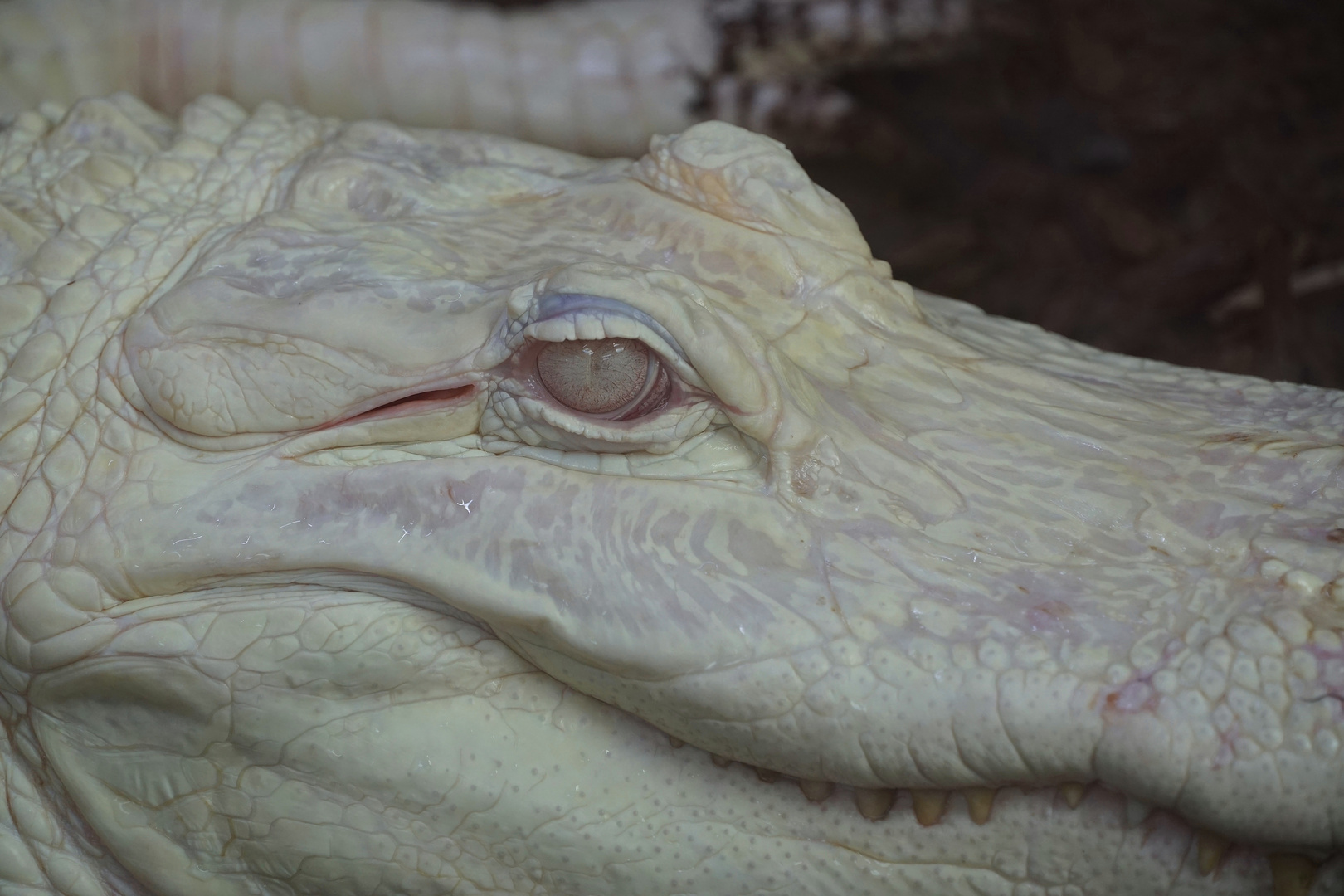  Albino Alligator