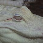  Albino Alligator