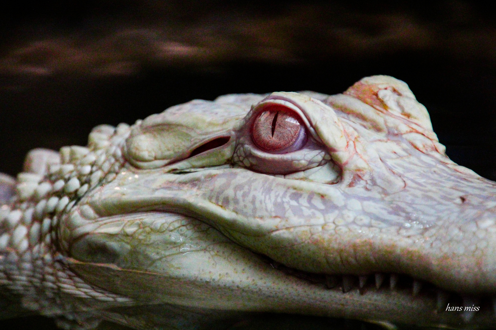 Albino Alligator