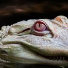 Albino Alligator