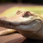 Albino Alligator