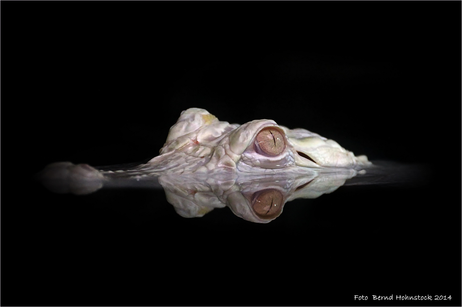 Albino Alligator ....