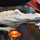 Albino Alligator