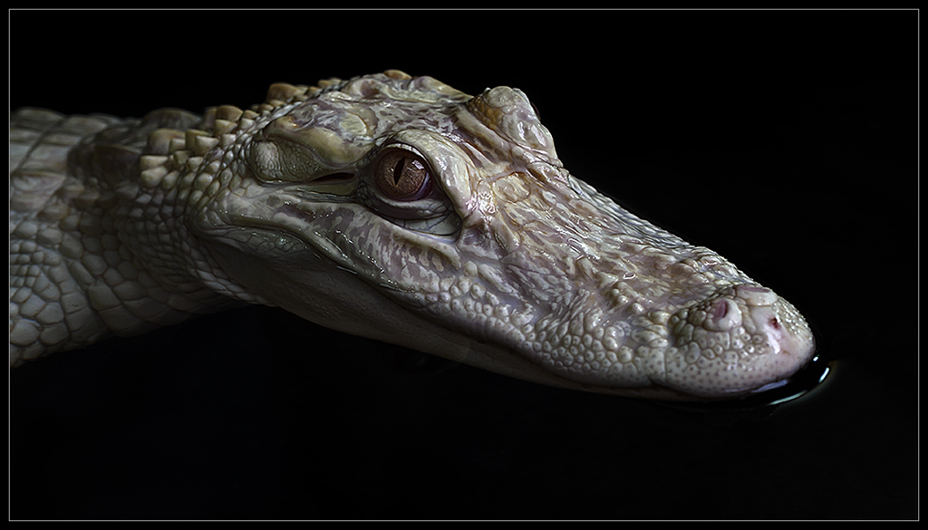 Albino Alligator_I