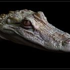 Albino Alligator_I