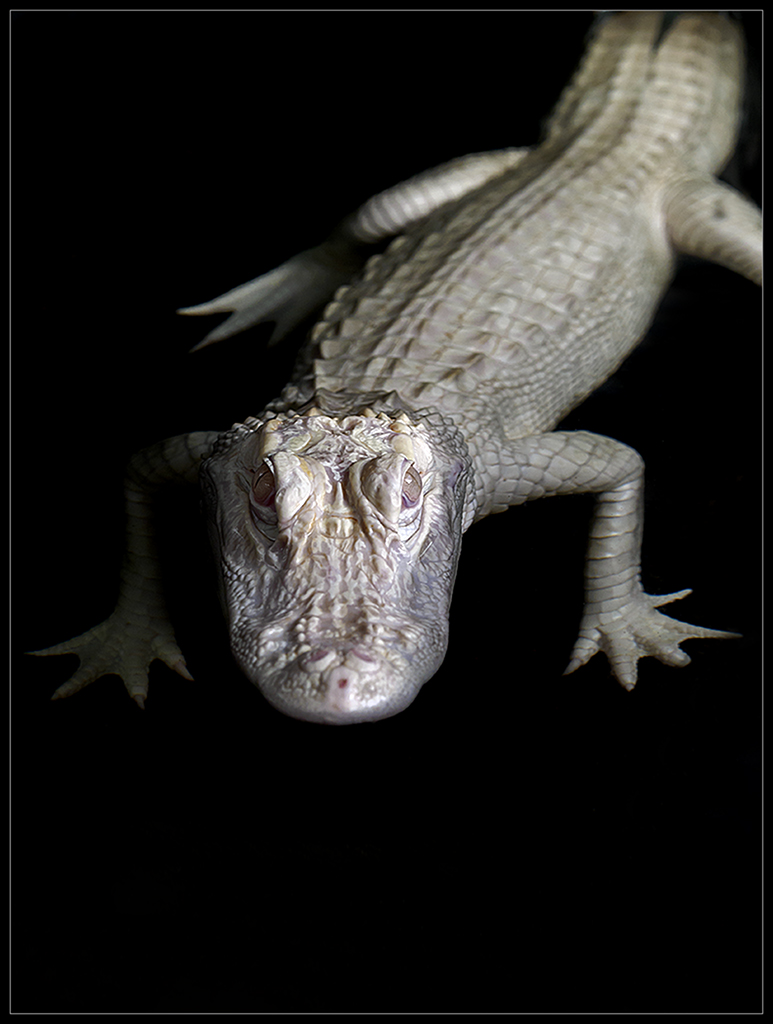 Albino Alligator_II