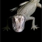 Albino Alligator_II