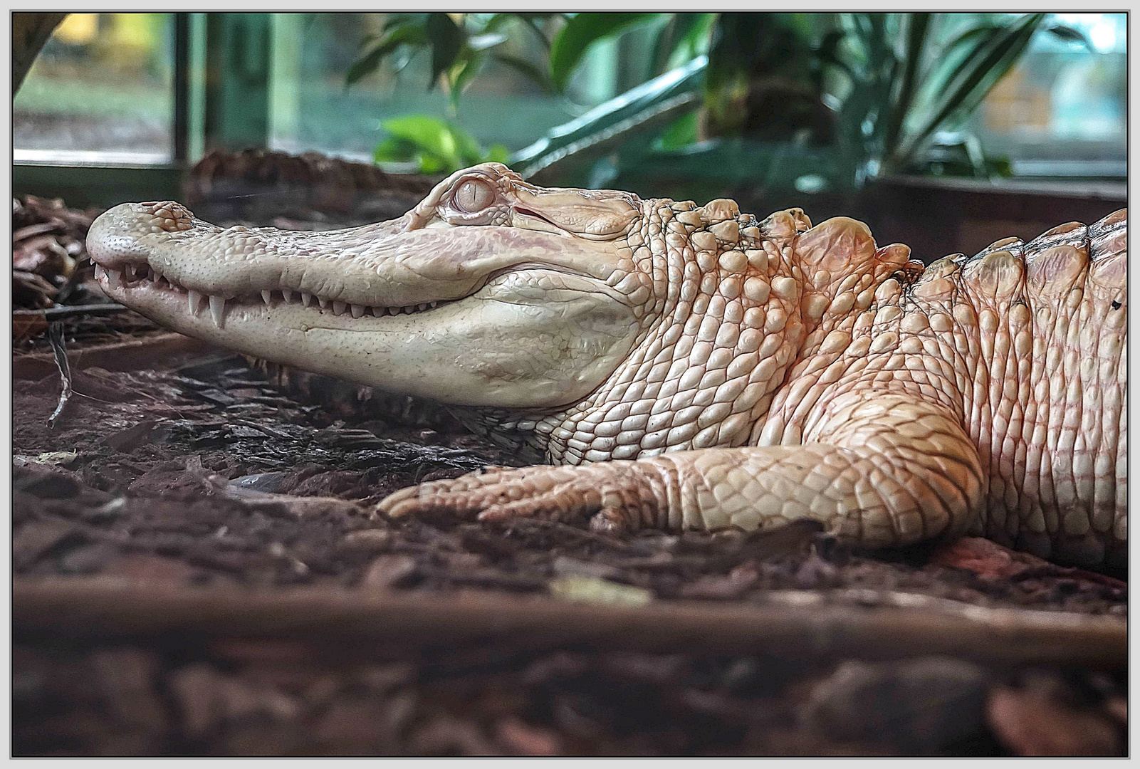 Albino Alligatorin