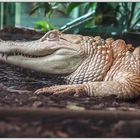 Albino Alligatorin