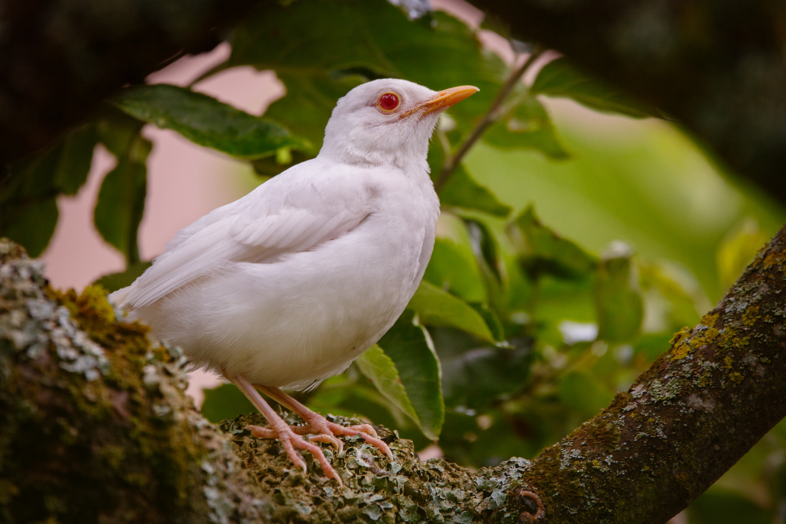 Albino Amsel 