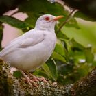 Albino Amsel 