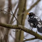 Albino Amsel