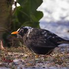 Albino-Amsel.