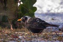 Albino-Amsel.