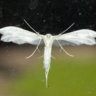 Albino an der Scheibe