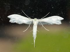 Albino an der Scheibe