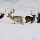 Albino auch unter Damhirschen