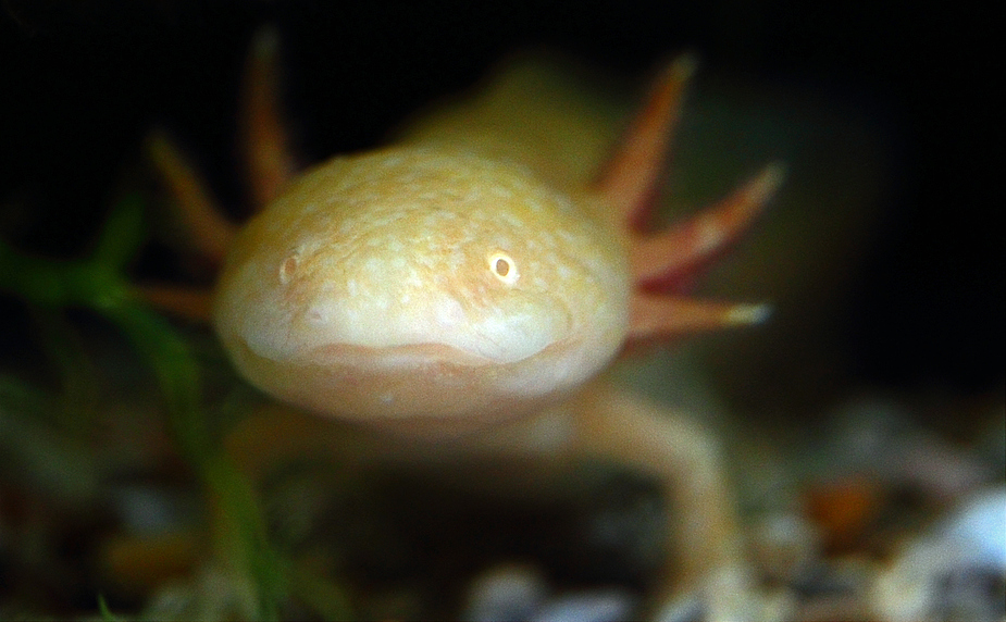 Albino Axolotl (+ Tierinfo)