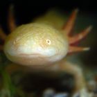Albino Axolotl (+ Tierinfo)
