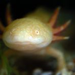 Albino Axolotl (+ Tierinfo)