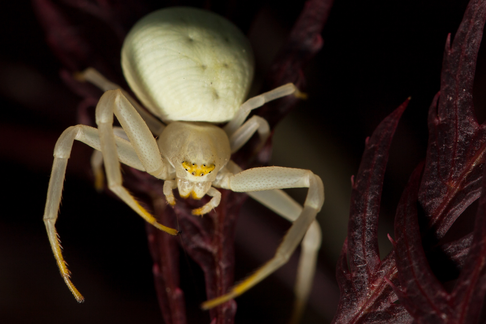 Albino?