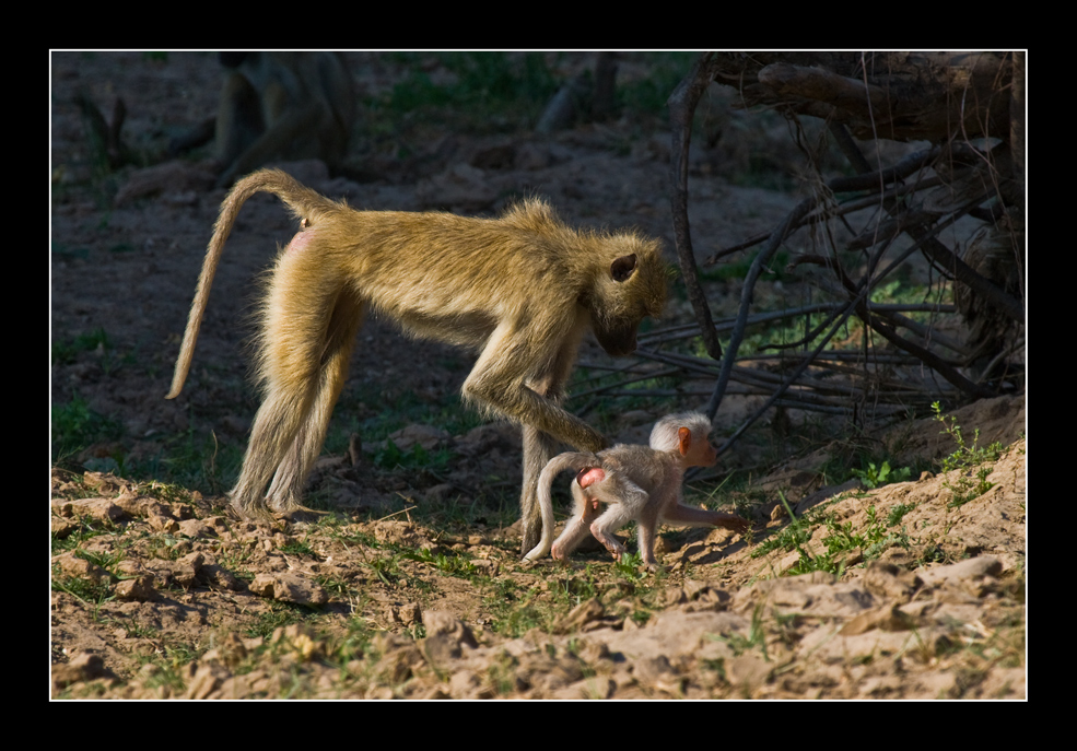 Albino-Baboon