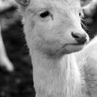 Albino Bambi