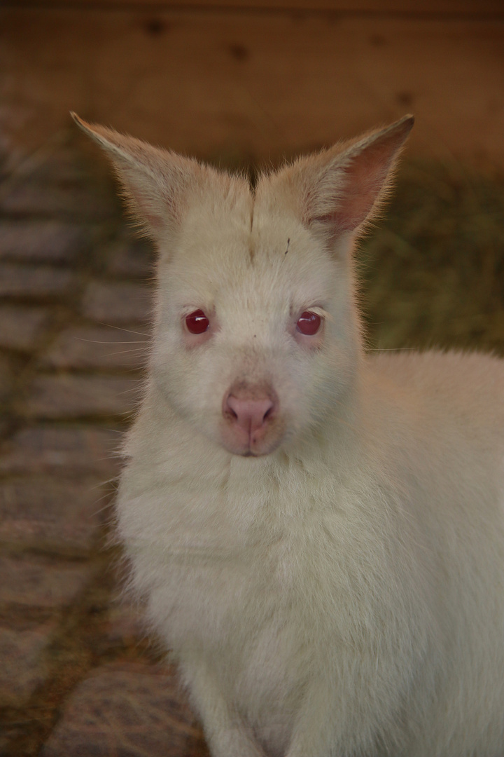 Albino-Bennett-Känguru