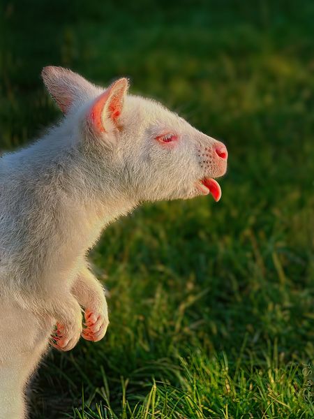 Albino-Bennett-Känguru Flöckchen 