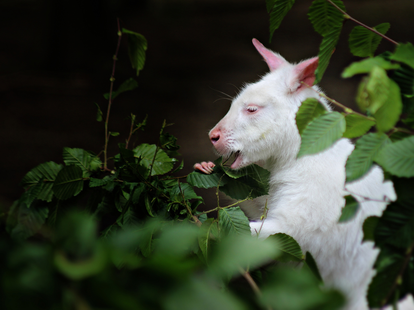 Albino-Bennett-Känguruh