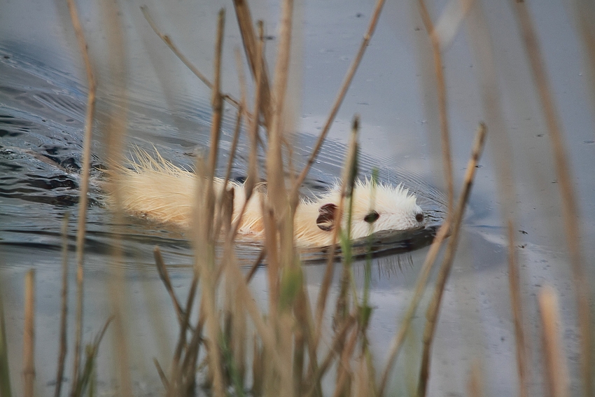 Albino - Bisam (Ondatra zibethicus) Nur Doku