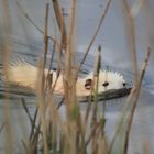 Albino - Bisam (Ondatra zibethicus) Nur Doku