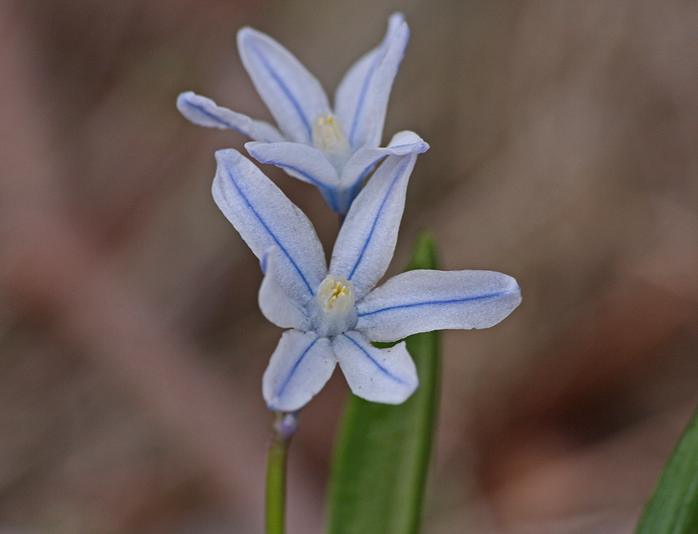 Albino-Blaustern