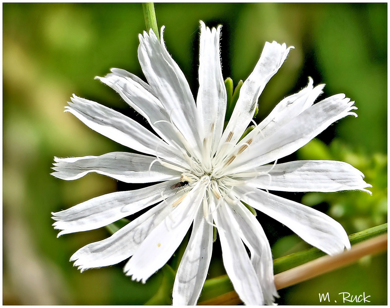 Albino Blüte der Wegewarte 