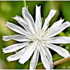 Albino Blüte der Wegewarte 