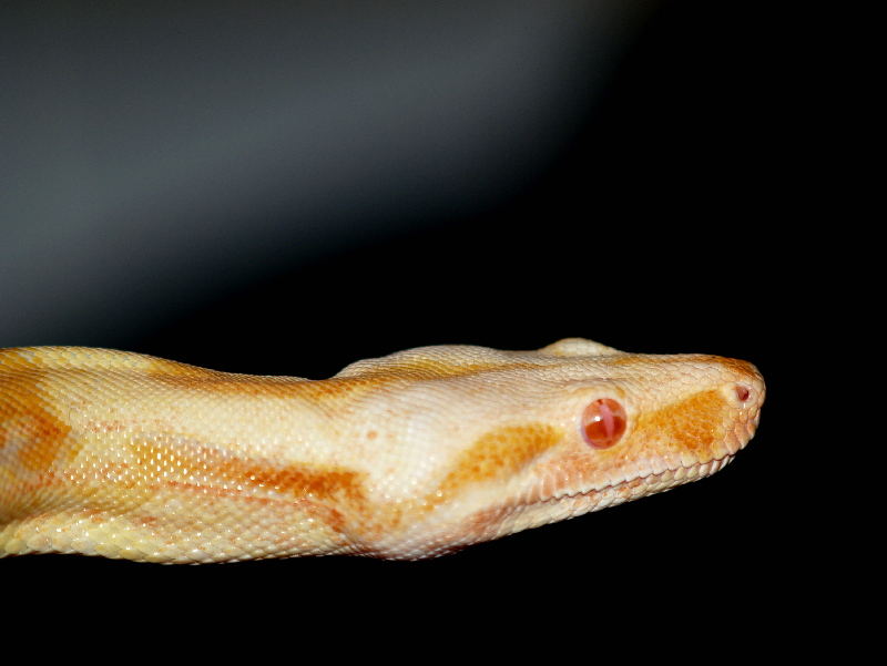 Albino Boa