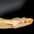 Albino Boa