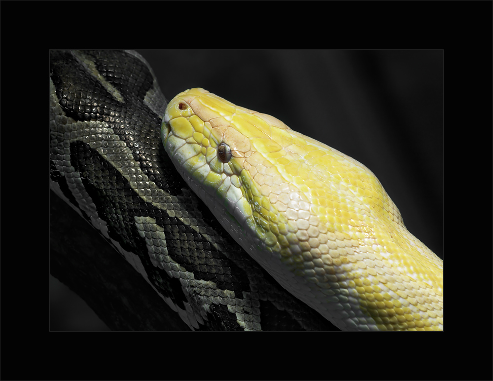 Albino Boa