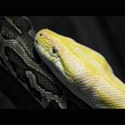 Albino Boa