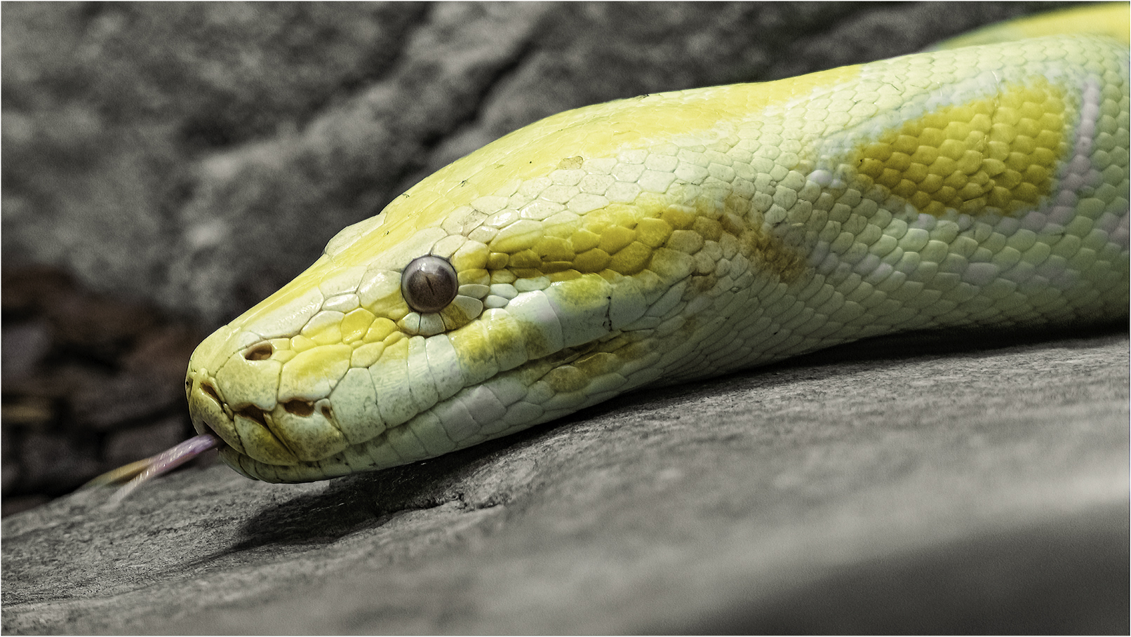 Albino Boa Constrictor 