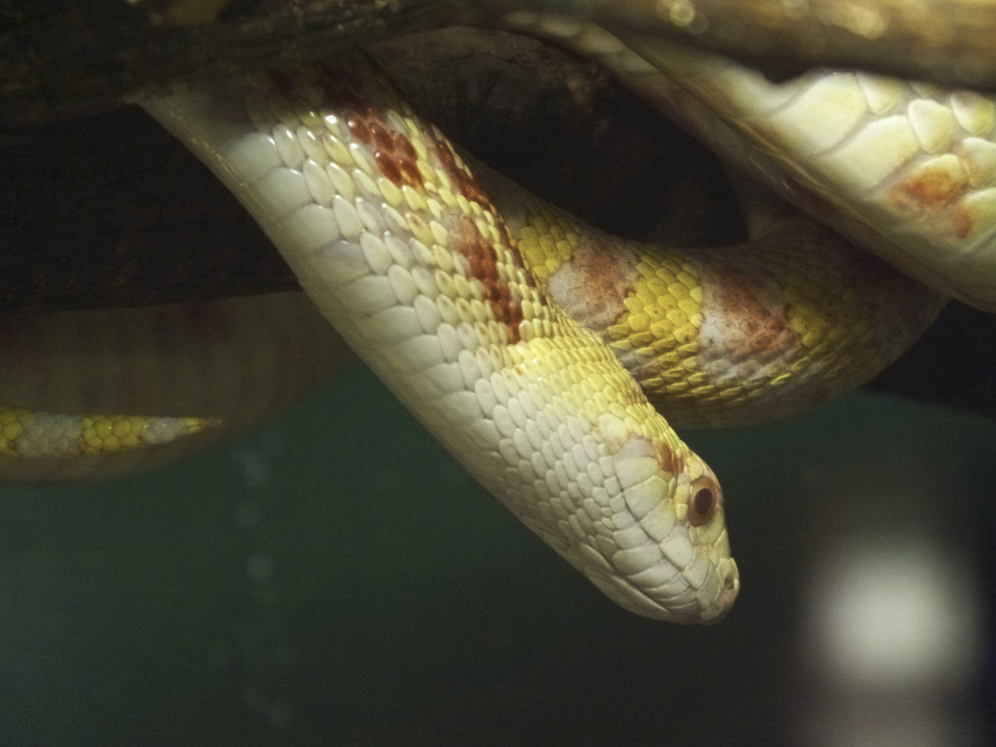 Albino-Bullennatter - fotografiert im Regensburger Reptilienzoo