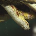 Albino-Bullennatter - fotografiert im Regensburger Reptilienzoo