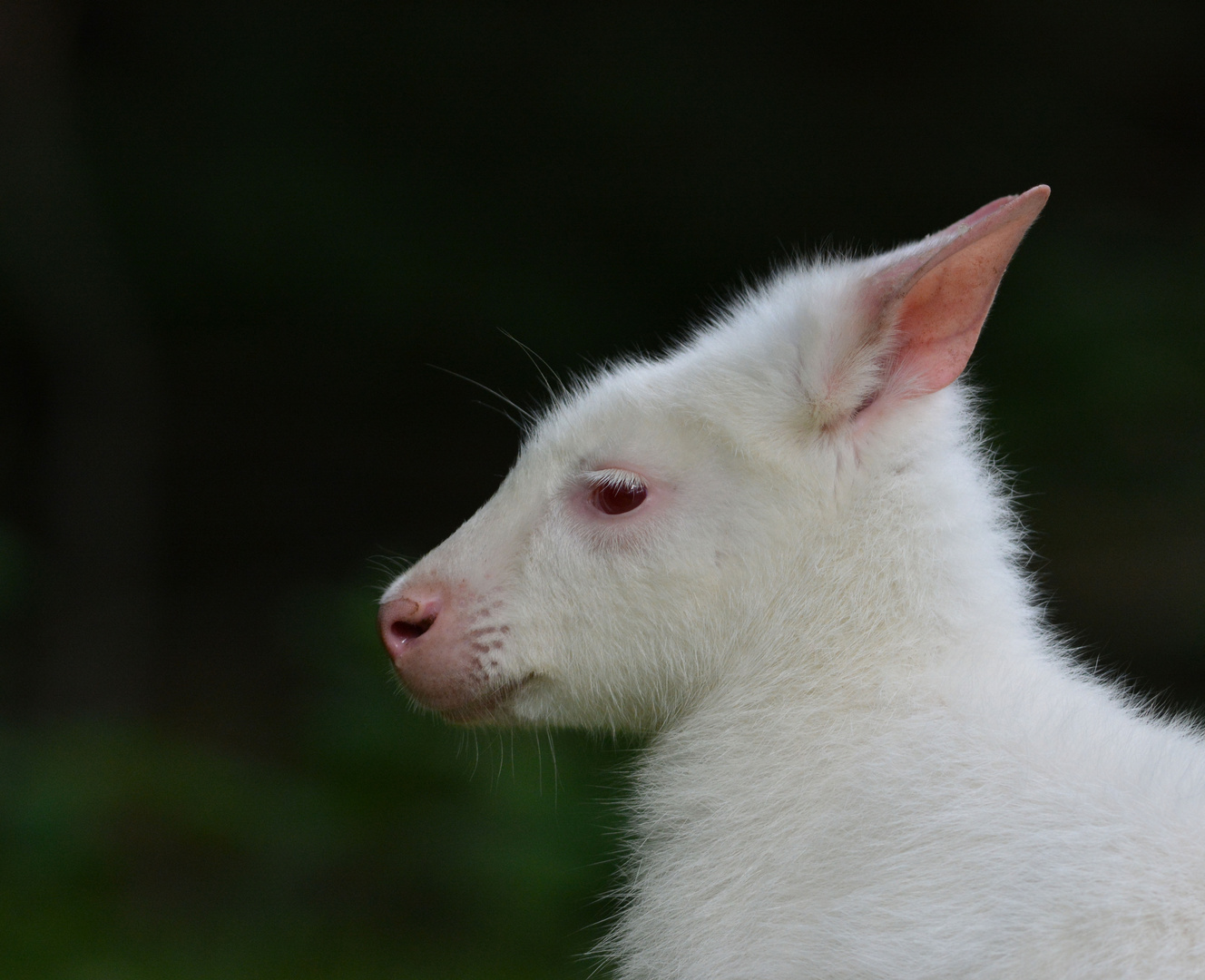 Albino