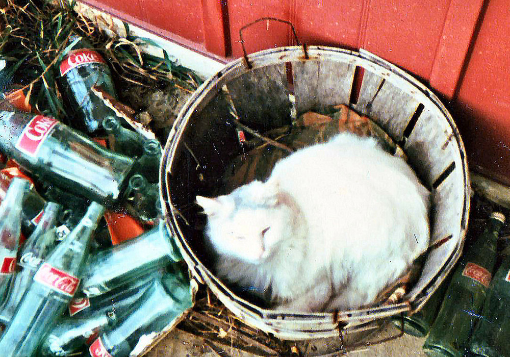 Albino cat in basket