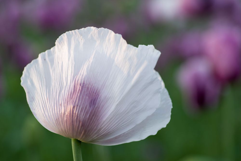 Albino