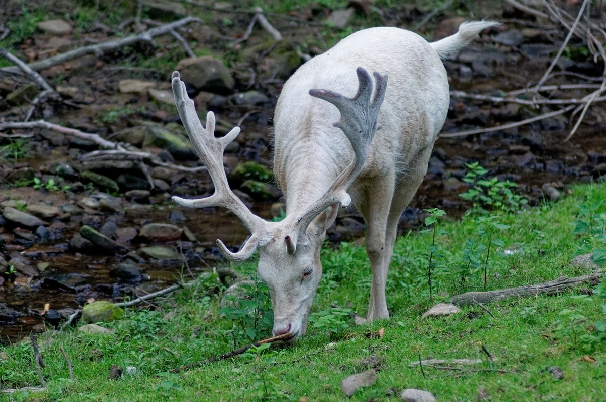 Albino Dammhirsch